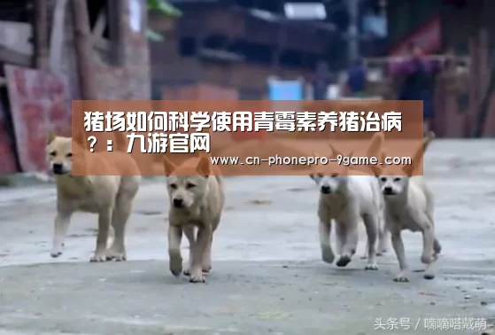 猪场如何科学使用青霉素养猪治病?:九游官网(图1) 九游APP下载